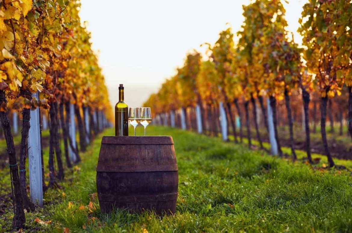 Degustacao-no-vinhedo-Foto-Canva